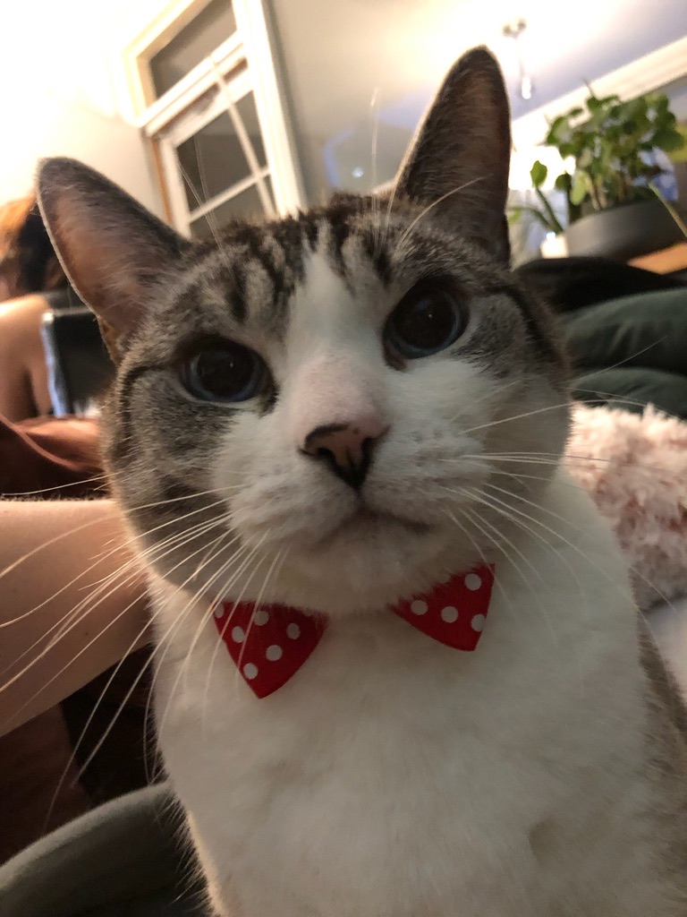 Curious cat wearing a red bow tie
